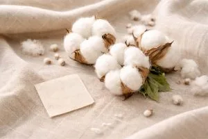 Capsules de coton biologique brut posées sur un tissu de lin naturel avec un échantillon de tissu écru certifié GOTS, fibre textile médicale sans pesticides